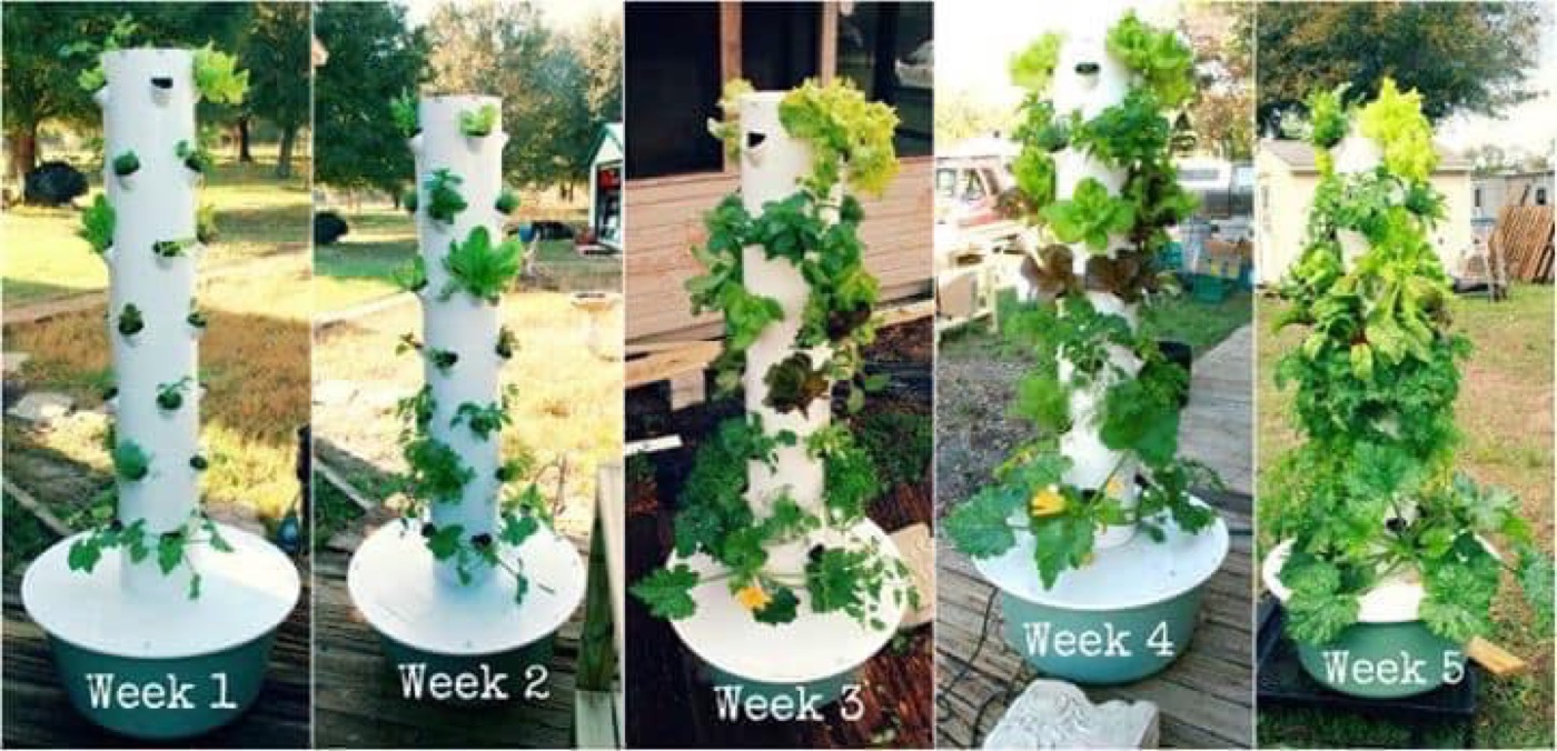 Tower Garden plants after 5 weeks